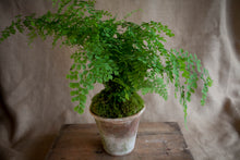 Load image into Gallery viewer, Charleston Street Potted Maidenhair Fern
