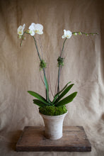 Load image into Gallery viewer, Signature Potted Orchid
