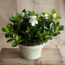 Load image into Gallery viewer, Charleston Street Potted Gardenia Plant
