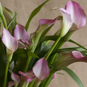 Charleston Street Potted Pink Calla Lily