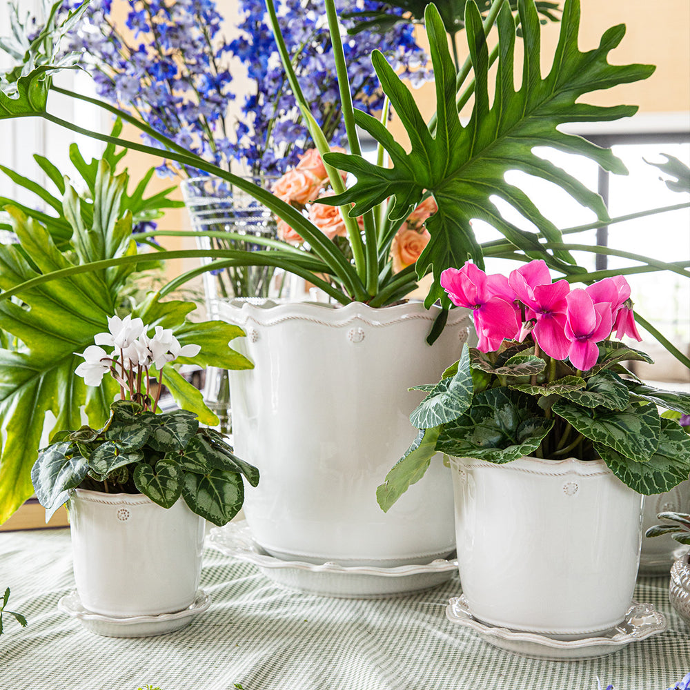 Juliska Berry & Thread Whitewash Planter & Saucer with plants