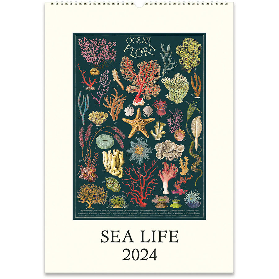 Sea Life 2024 Wall Calendar – Charleston Street