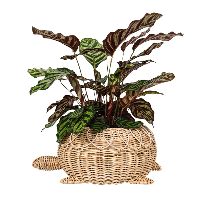 Decorative plant in a wicker turtle-shaped planter with a calthea plant