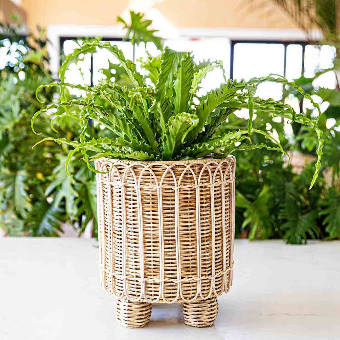 Juliska Provence Rattan Whitewash Round Planter outside with greenery