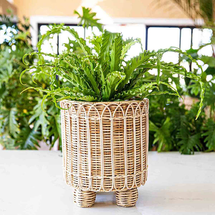 Juliska Provence Rattan Whitewash Round Planter outside with greenery