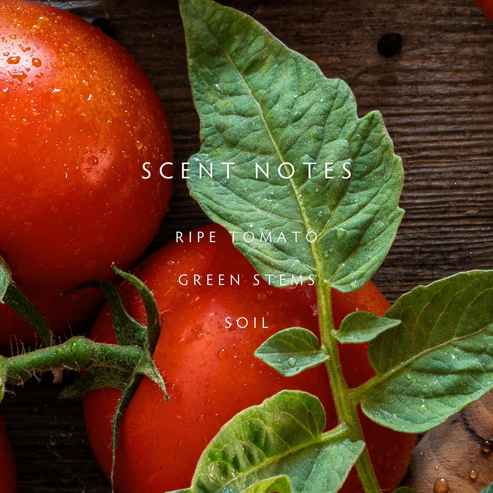 Close-up of ripe tomatoes with green stems and leaves on a wooden surface, with text 'SCENT NOTES: Ripe Tomato, Green Stems, Soil'.