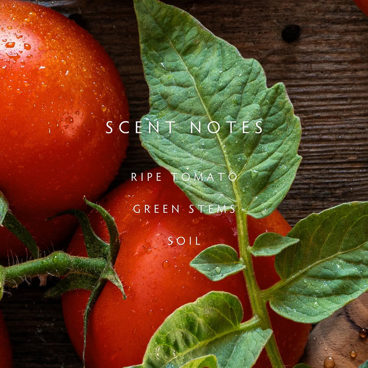Close-up of ripe tomatoes with green stems and leaves on a wooden surface, with text 'SCENT NOTES: Ripe Tomato, Green Stems, Soil'.