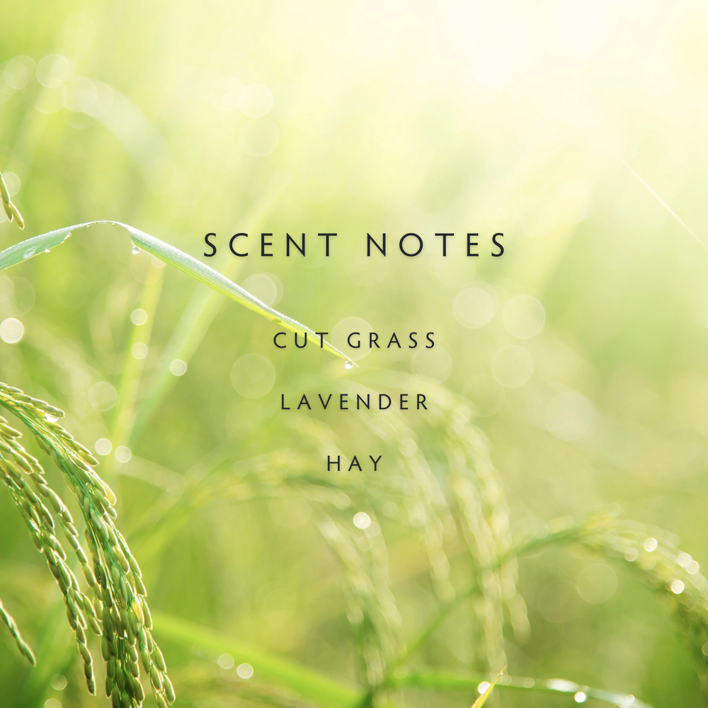 An image or rice plants with the words "Scent notes, cut grass, lavender, hay" overlaid