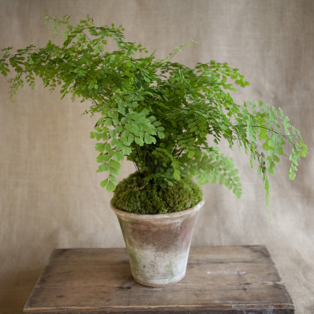 Charleston Street Potted Maidenhair Fern