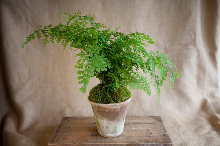 Charleston Street Potted Maidenhair Fern