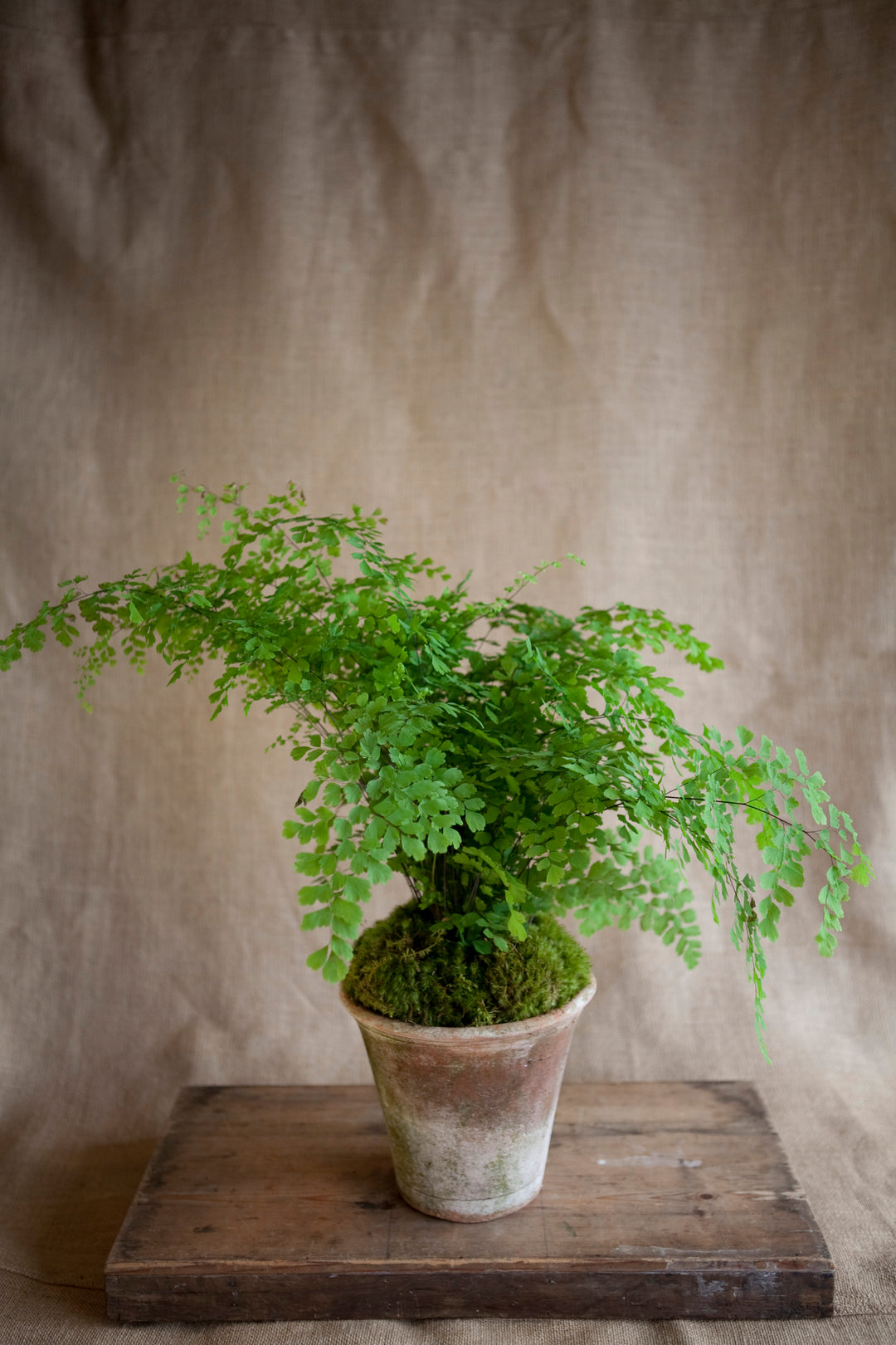 Charleston Street Potted Maidenhair Fern