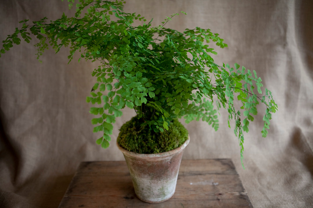 Charleston Street Potted Maidenhair Fern