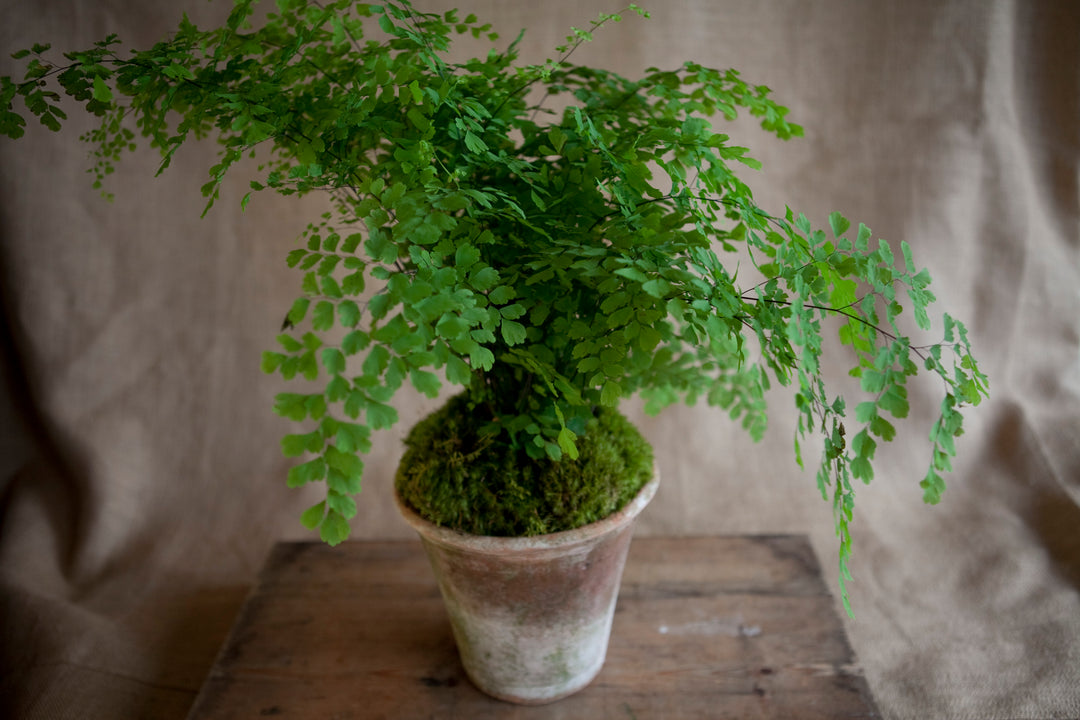 Charleston Street Potted Maidenhair Fern