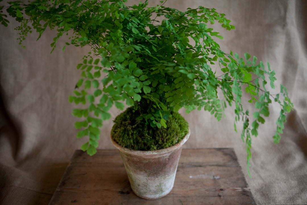 Charleston Street Potted Maidenhair Fern