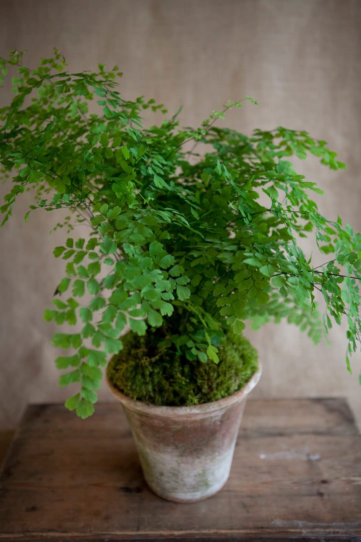 Charleston Street Potted Maidenhair Fern