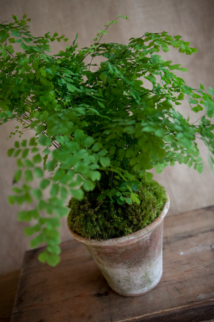 Charleston Street Potted Maidenhair Fern