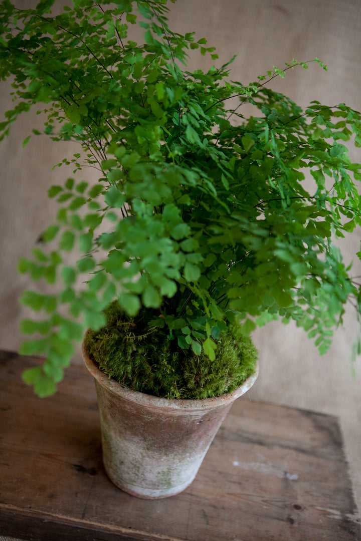 Charleston Street Potted Maidenhair Fern