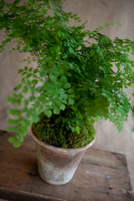 Load image into Gallery viewer, Charleston Street Potted Maidenhair Fern
