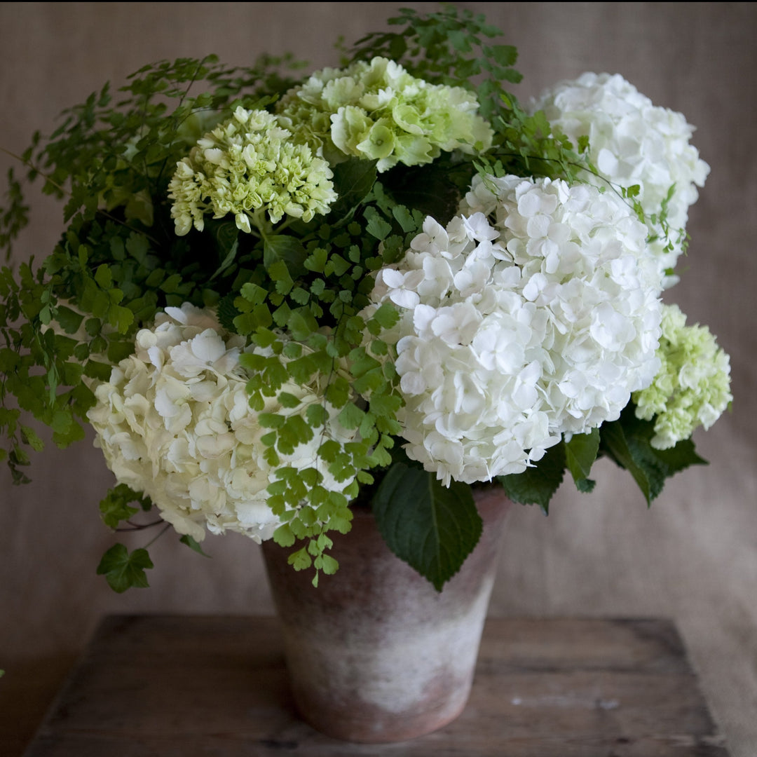 Charleston Street Potted Hydrangea Composition