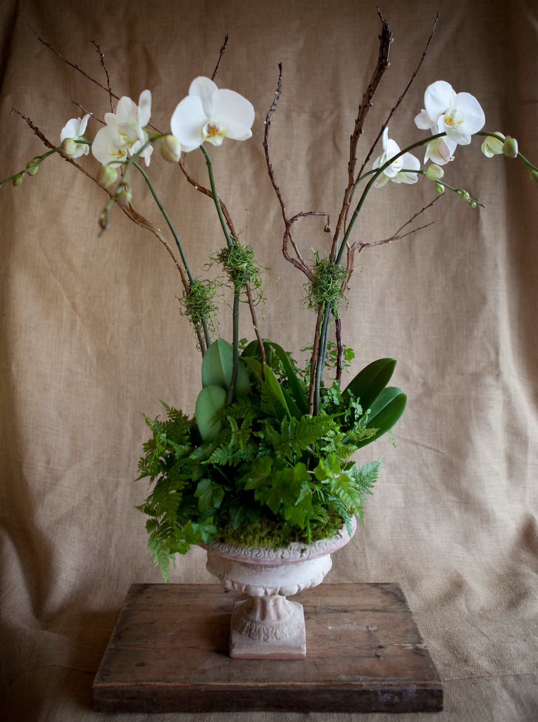 Signature Potted Orchid Composition