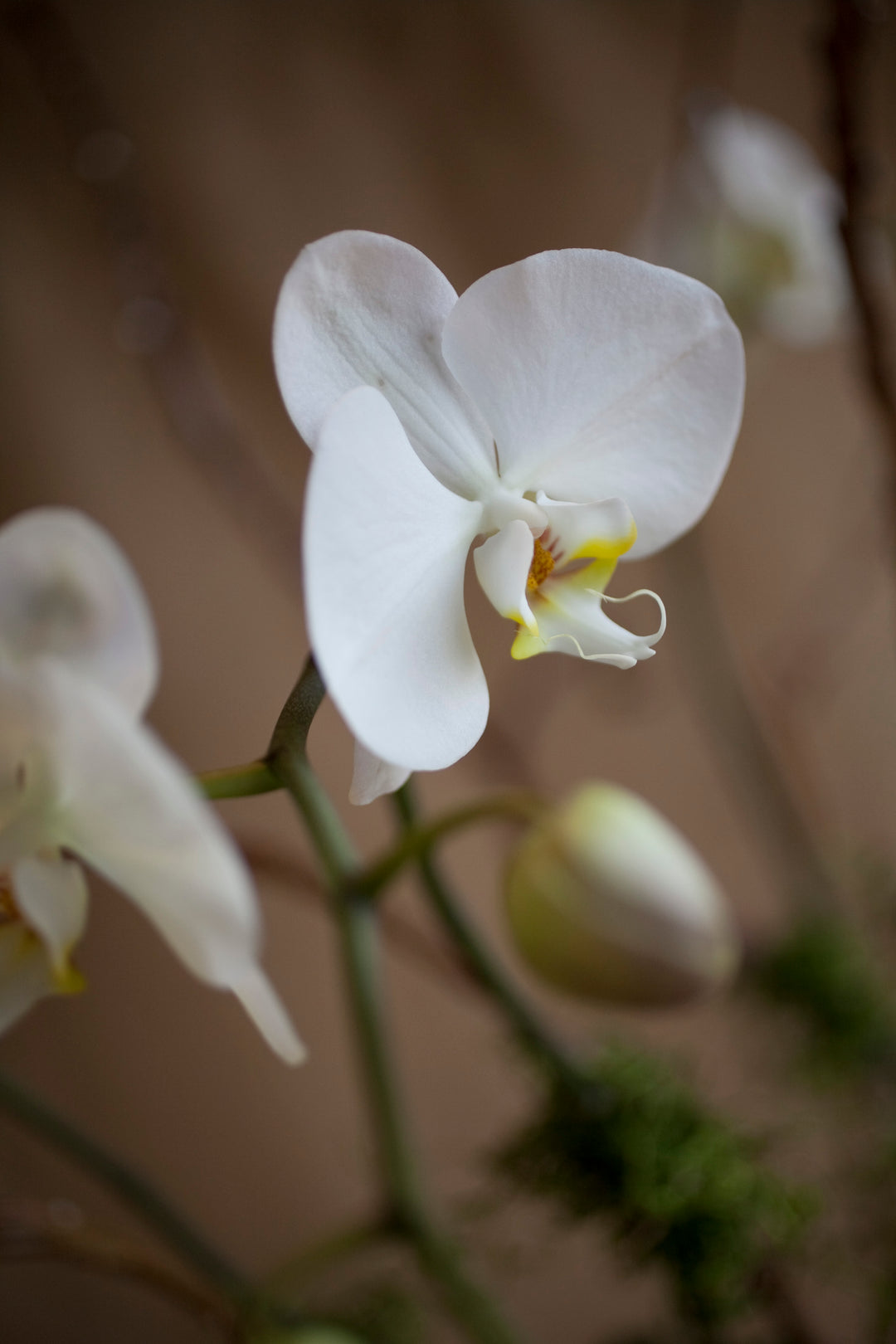 Signature Potted Orchid Composition