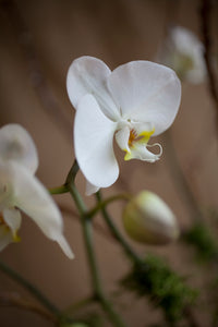 Signature Potted Orchid Composition