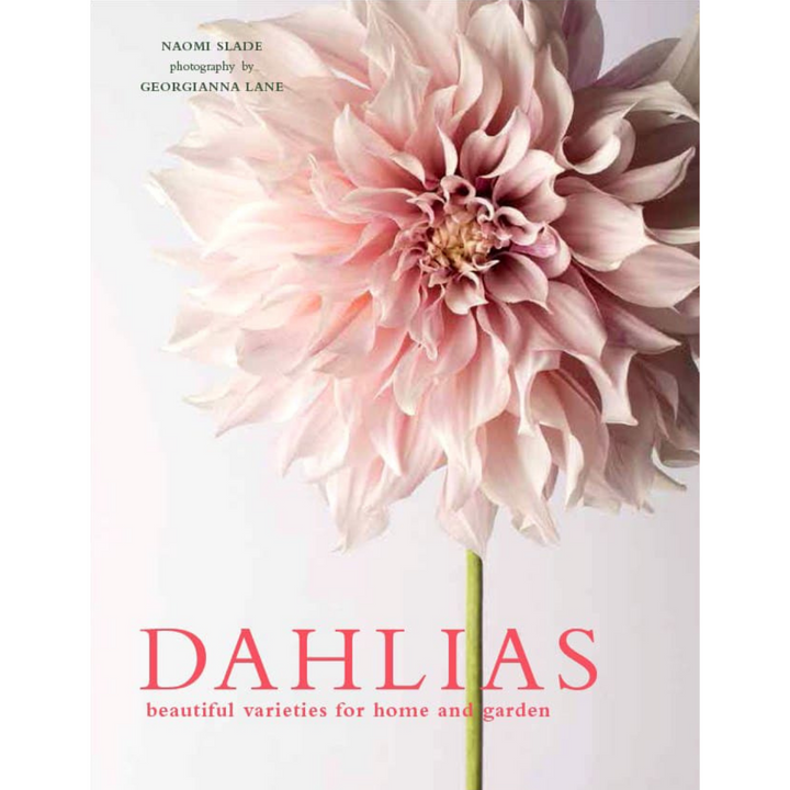 Dahlias