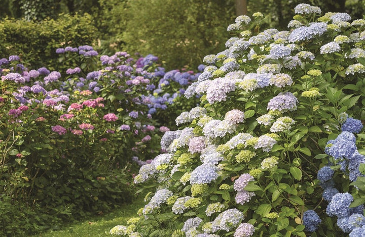 Hydrangeas