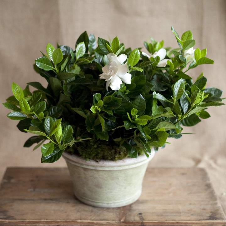 Charleston Street Potted Gardenia Plant