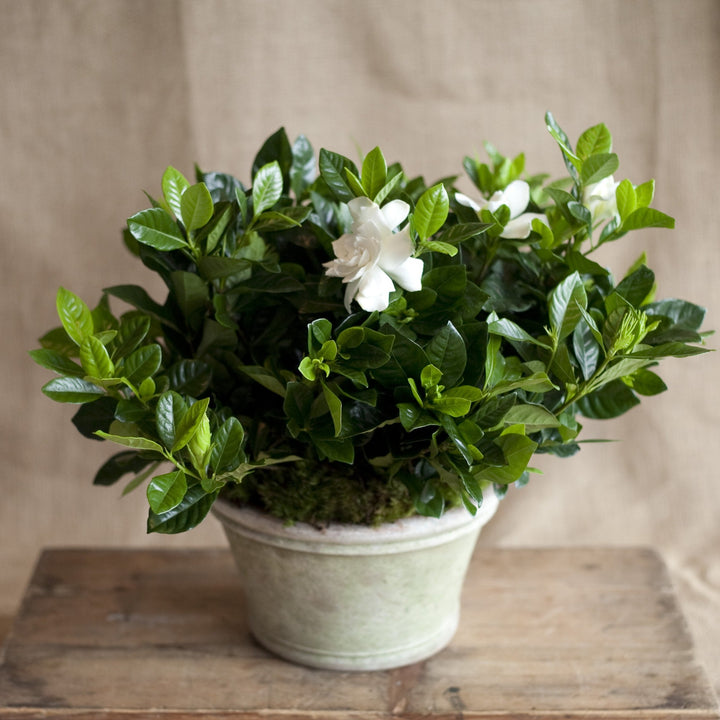 Charleston Street Potted Gardenia Plant