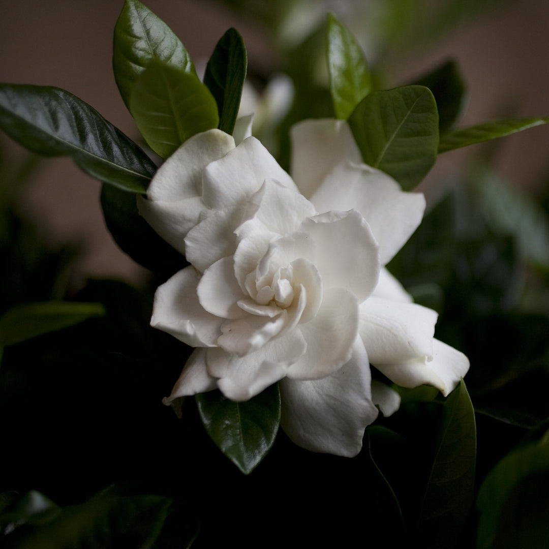 Charleston Street Potted Gardenia Plant