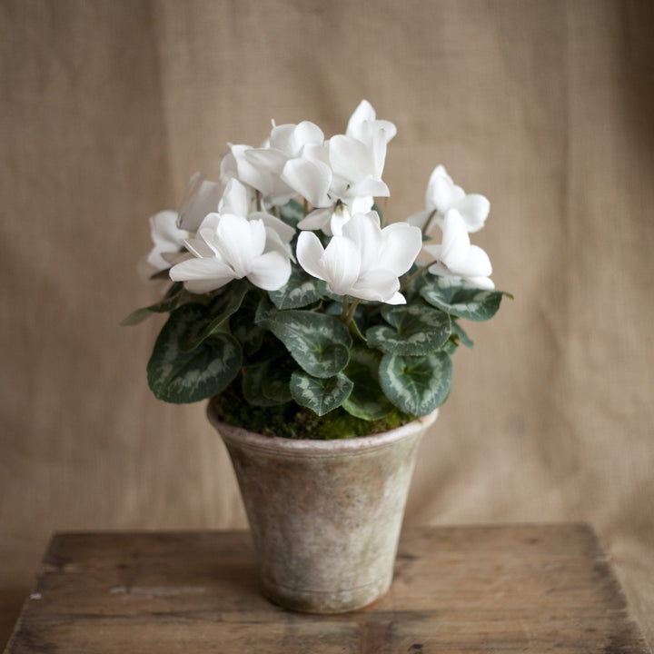 Charleston Street Potted Cyclamen Plant