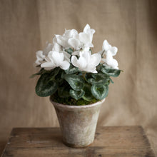 Load image into Gallery viewer, Charleston Street Potted Cyclamen Plant
