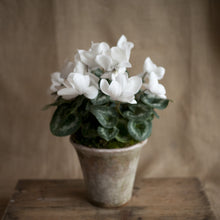 Load image into Gallery viewer, Charleston Street Potted Cyclamen Plant
