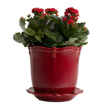 Load image into Gallery viewer, Juliska Berry &amp; Thread Ruby Planter &amp; Saucer
