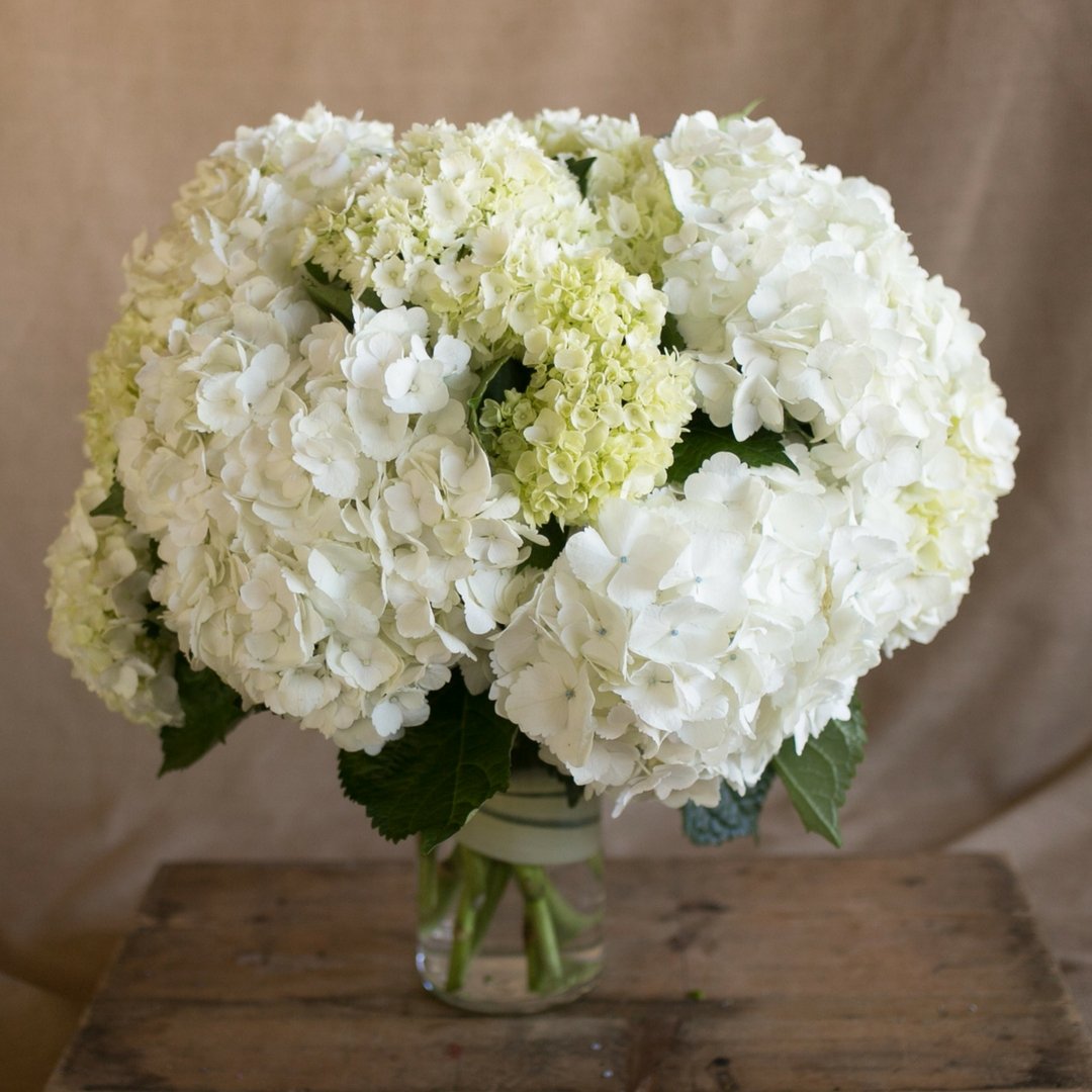 sympathy arrangement white hydrangeas