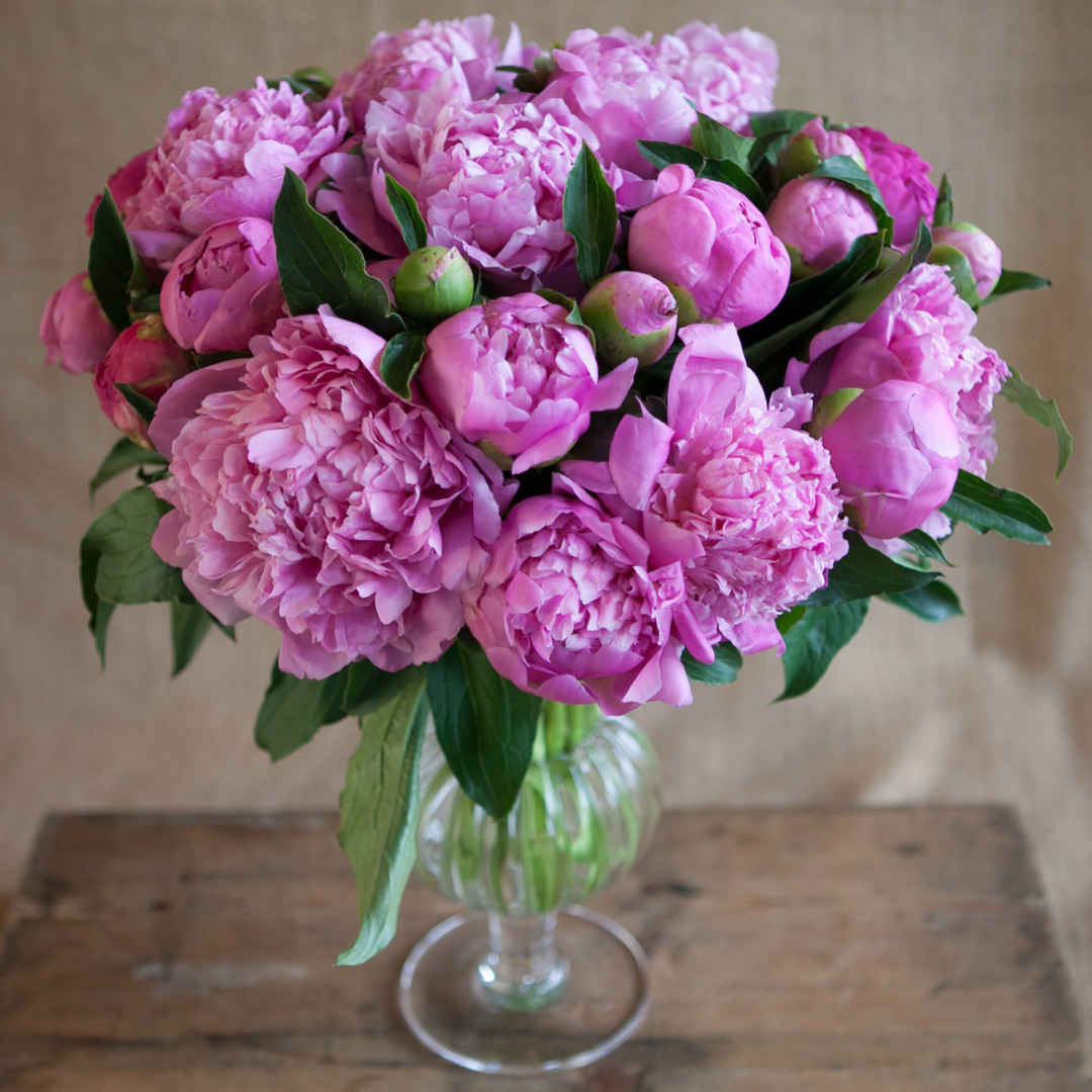 Designer's Choice Arrangement Charleston Street