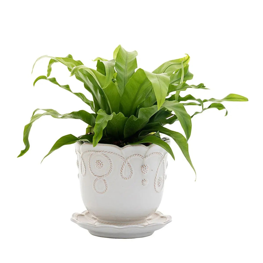 Juliska Jardins du Monde Planter 5.25"