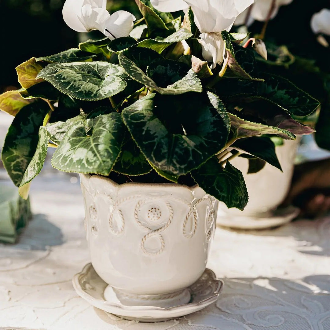 Juliska Berry & Thread Whitewash Planter with potted plant white flowers