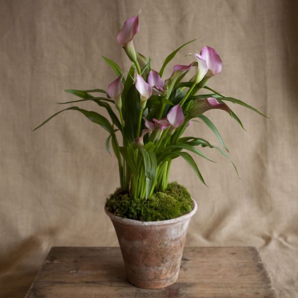 Charleston Street Potted Pink Calla Lily