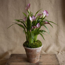Load image into Gallery viewer, Charleston Street Potted Pink Calla Lily
