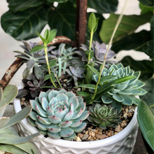 Load image into Gallery viewer, A Signature Succulent Composition
